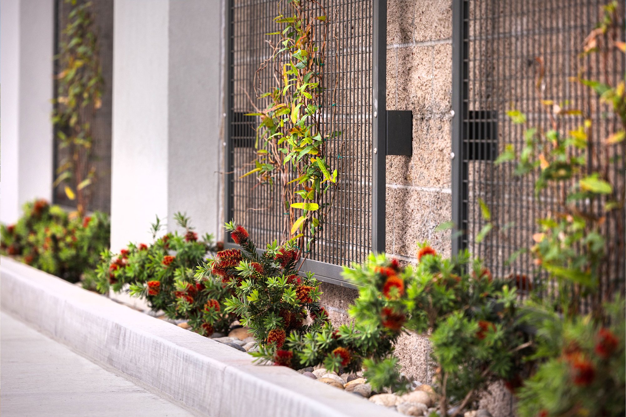 Image showcasing Plant Trellis Systems Gallery - Cityscapes, Inc.